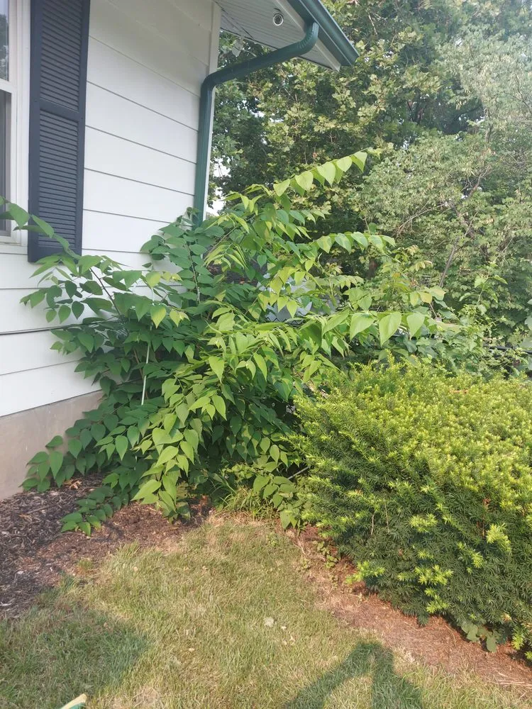 Top-rated residential landscaping in Deltona, FL - Nicely Landscaping