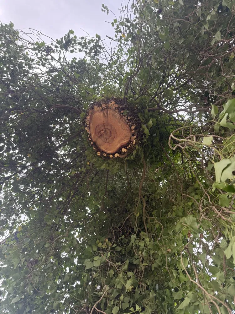 Expert lawn mowing service experts serving Martinez, GA - Nicholas Navarre Services