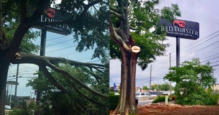 Professional landscape installation in Martinez, GA - Nicholas Navarre Services