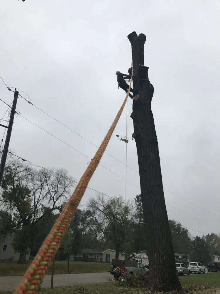 Reliable yard cleanup service in Island lake, IL - Nicholas Tree Care