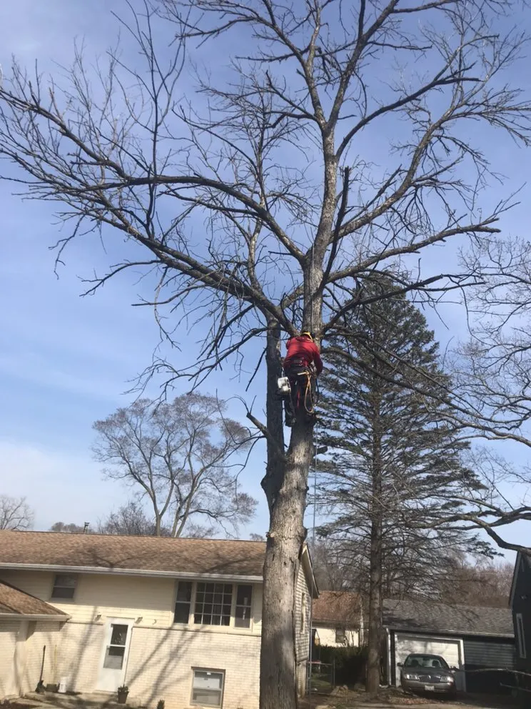 Affordable landscape design in Island lake, IL - Nicholas Tree Care