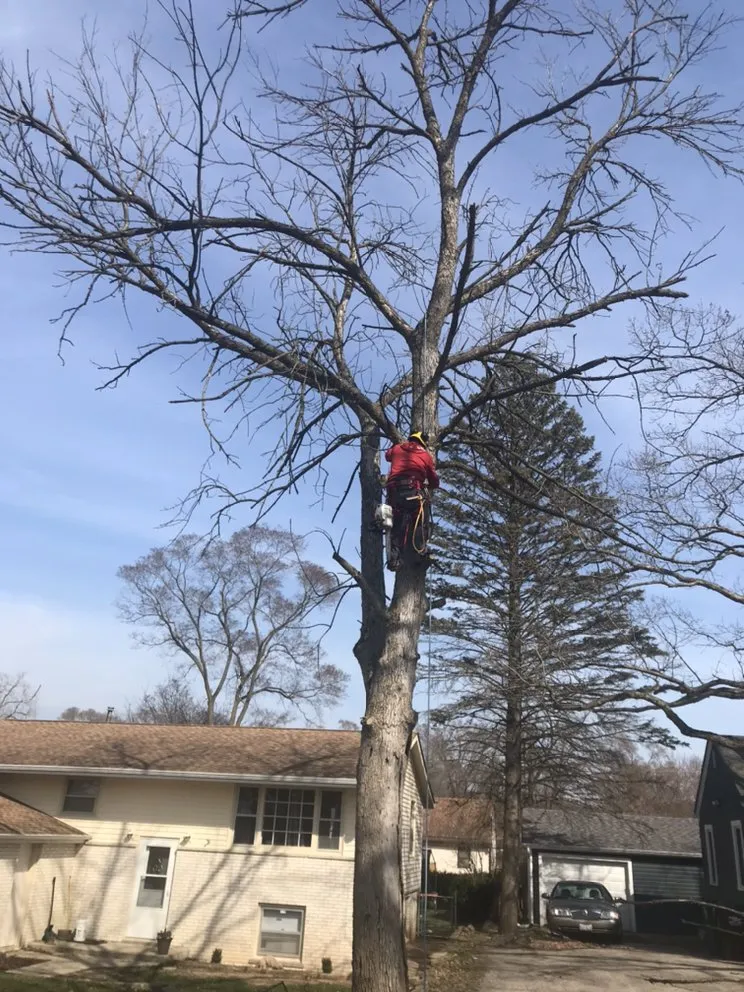 Local residential landscaping in Island lake, IL by Nicholas Tree Care