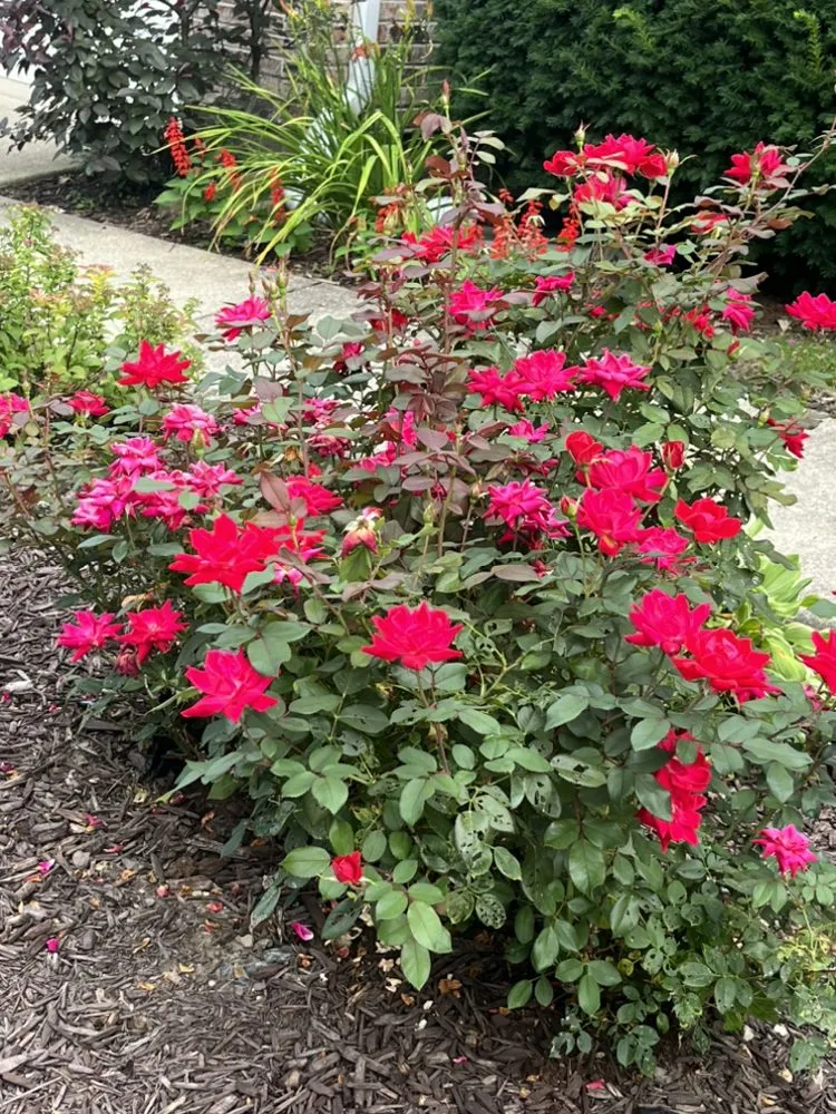 Top-rated lawn care service in Island lake, IL - Nicholas Tree Care