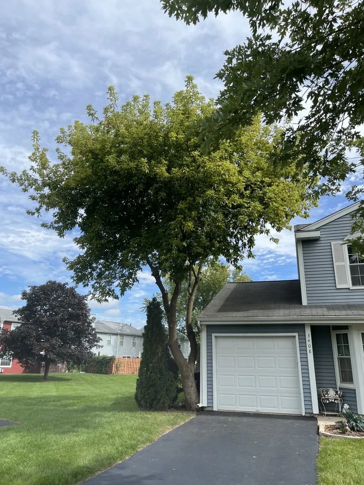 Professional yard cleanup service experts serving Island lake, IL - Nicholas Tree Care