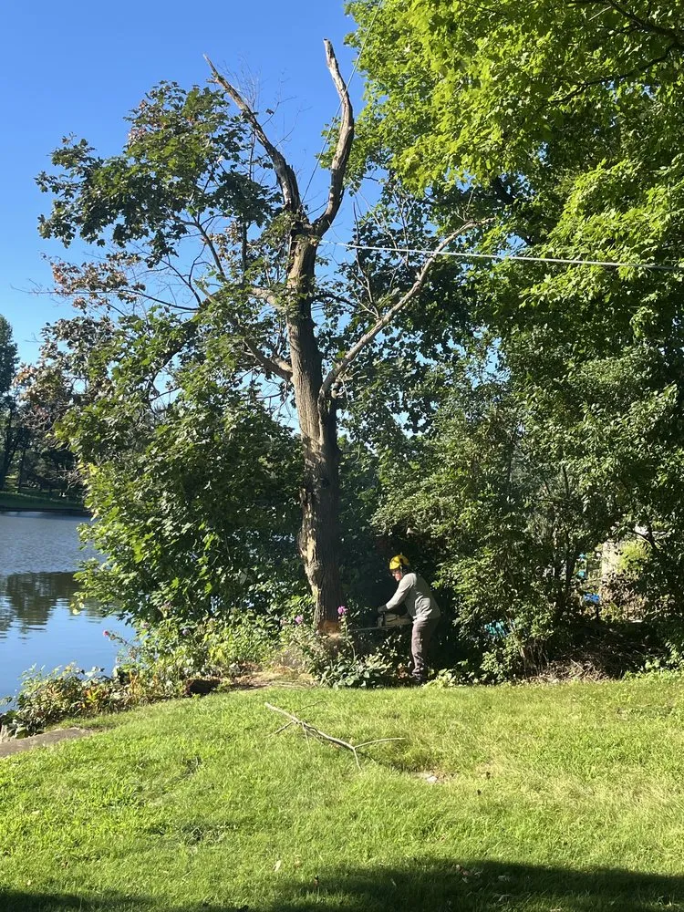 Reliable outdoor landscaping in Island lake, IL by Nicholas Tree Care