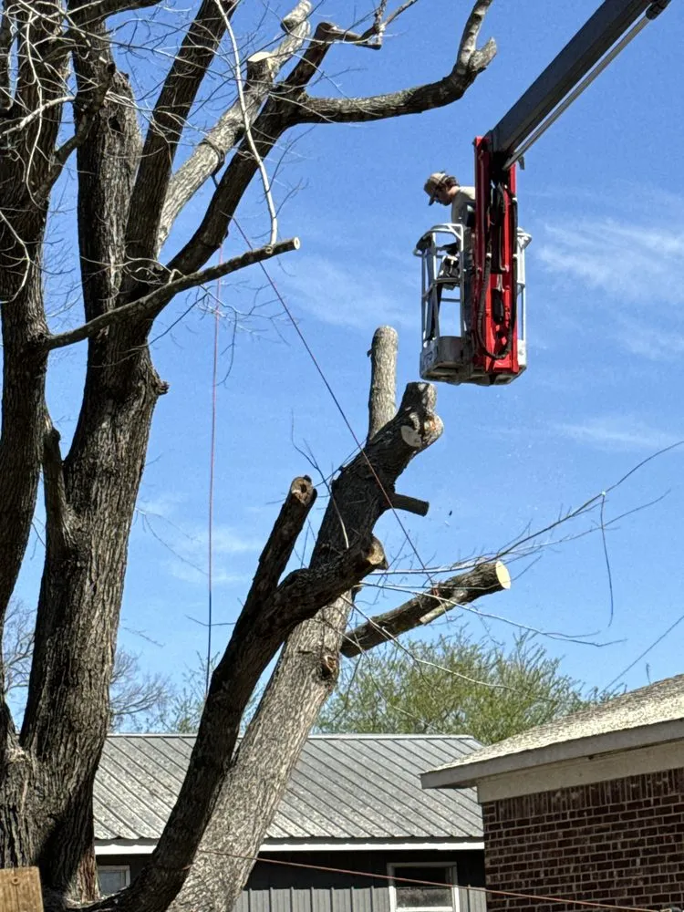 Local residential landscaping for year-round maintenance in Hartman, AR by Nichols Tree and Lawn Care Services