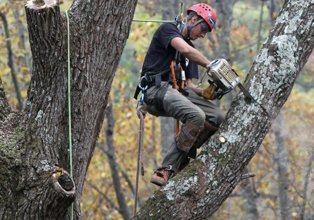 Professional lawn care service for outdoor upgrades across Hartman, AR - Nichols Tree and Lawn Care Services