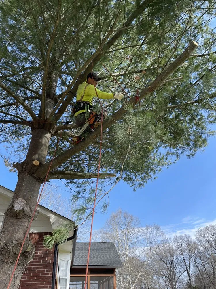 Expert outdoor landscaping experts serving Hartman, AR - Nichols Tree and Lawn Care Services