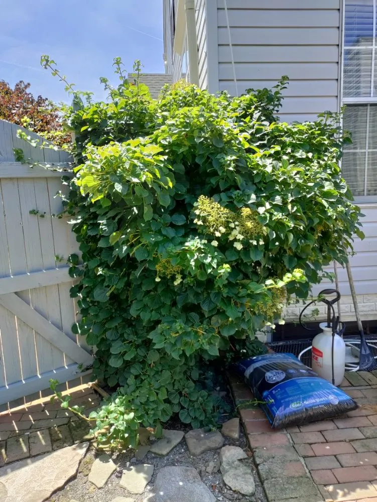 Trusted yard maintenance in Halethorpe, MD by Nick & Sons