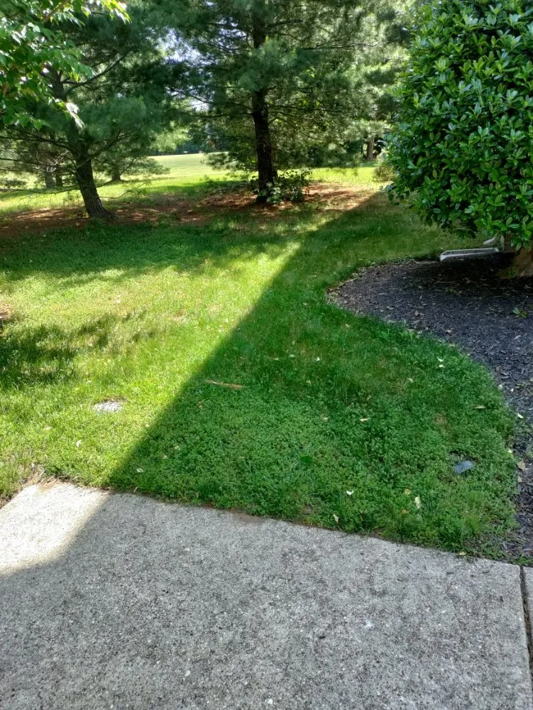 Custom yard cleanup service for homes in Halethorpe, MD by Nick & Sons