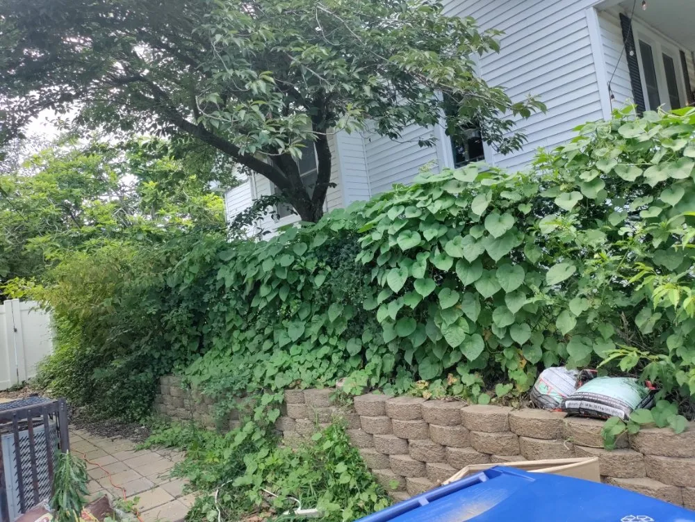 Affordable yard cleanup service for outdoor upgrades in Halethorpe, MD by Nick & Sons