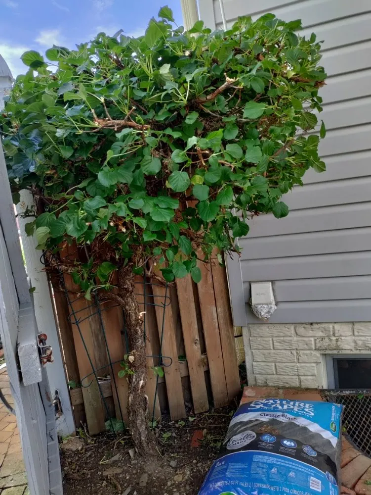 Reliable landscaping services in Halethorpe, MD by Nick & Sons