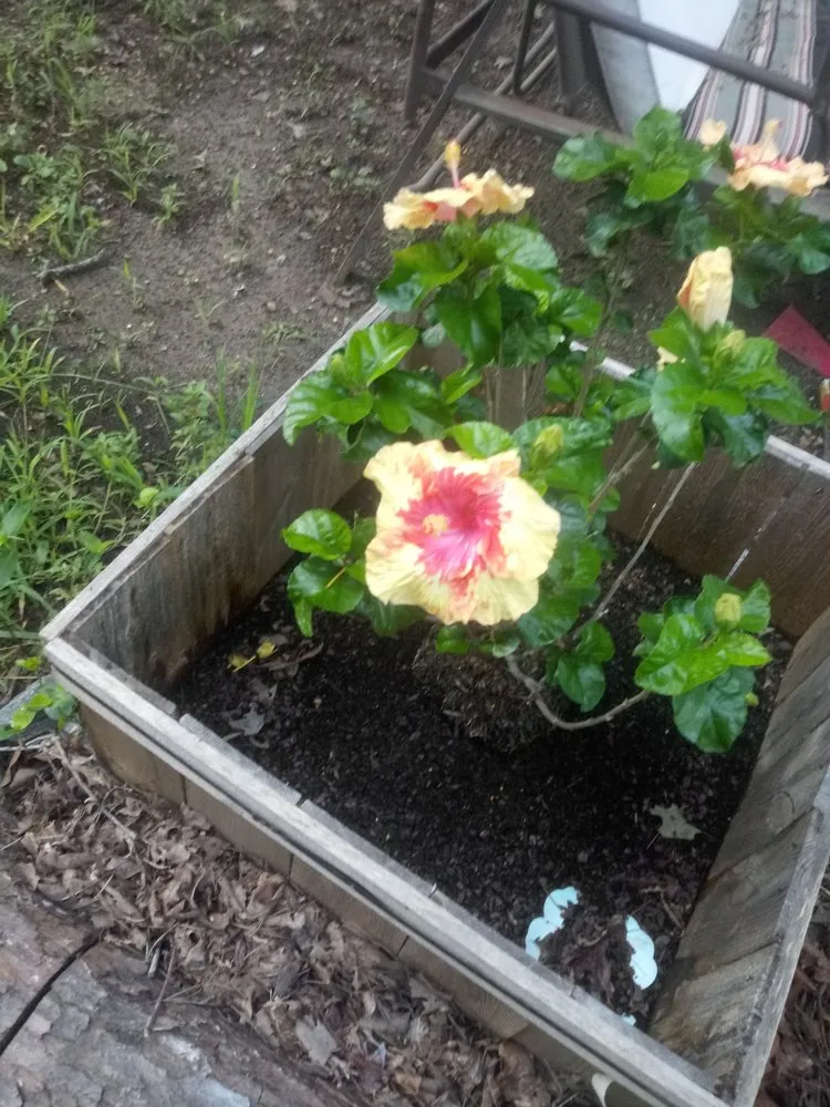 Top-rated landscaping services in Spartanburg, SC - Nick And Son Lawn Care Landscaping