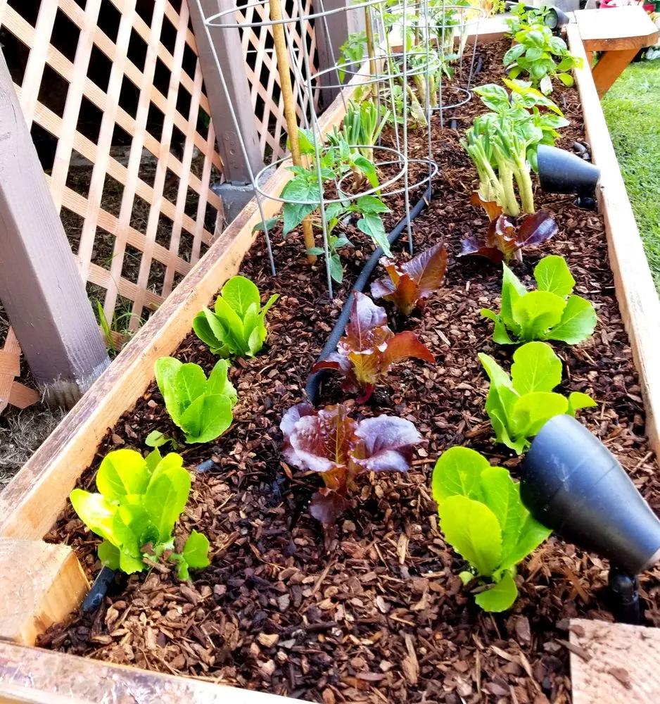 Expert lawn mowing service experts serving Los Angeles, CA - Nick House Gardening