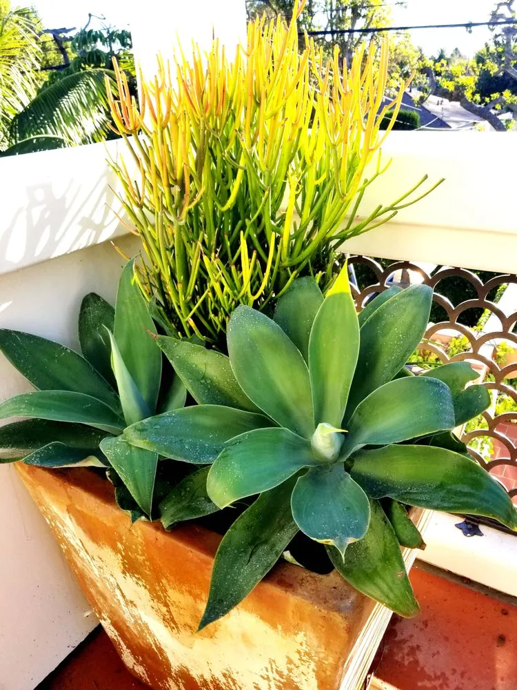 Local residential landscaping for outdoor upgrades across Los Angeles, CA - Nick House Gardening