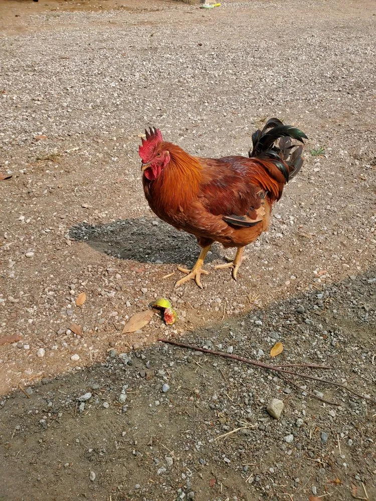 Custom residential landscaping in Los Angeles, CA by Nick House Gardening