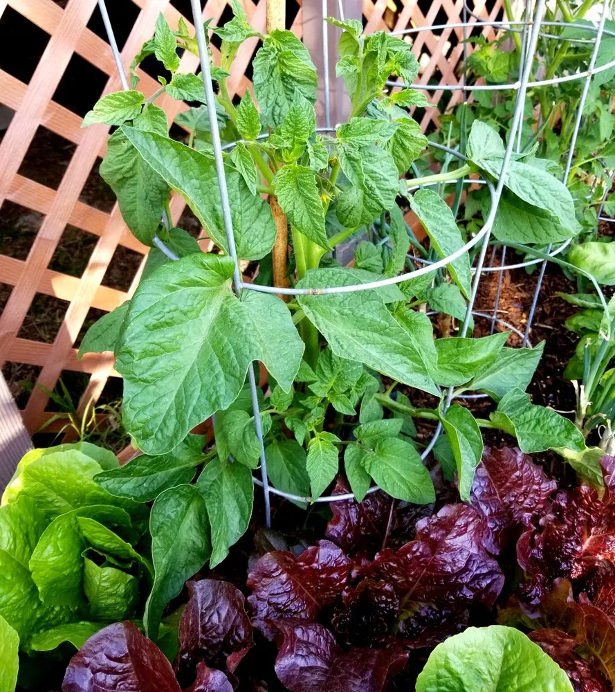 Trusted landscape design with custom design in Los Angeles, CA by Nick House Gardening