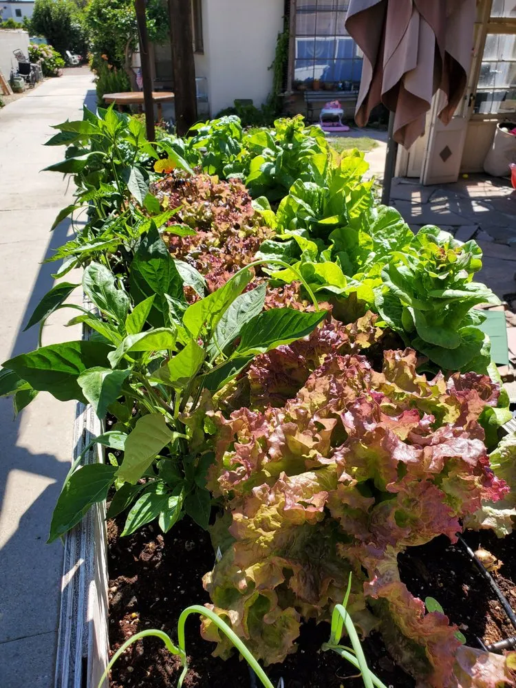 Top-rated yard maintenance near you across Los Angeles, CA - Nick House Gardening