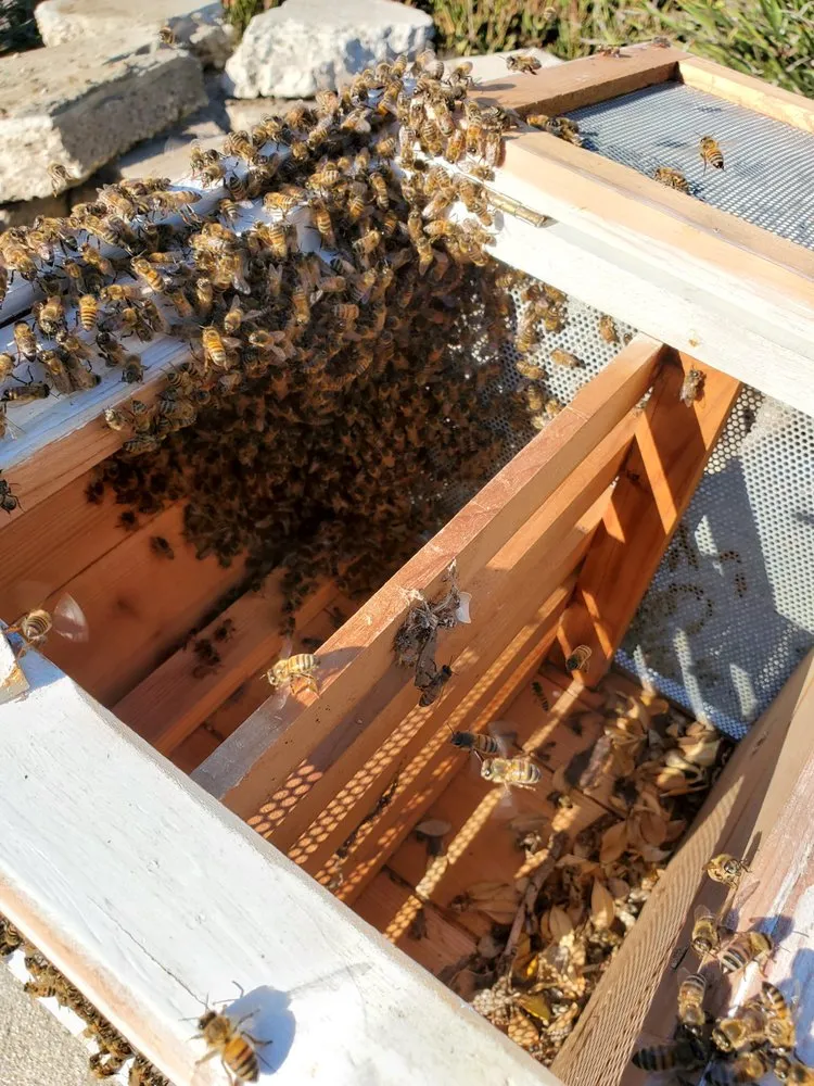 Expert landscape installation in Los Angeles, CA by Nick House Gardening