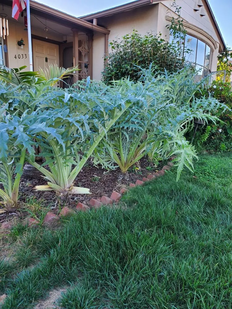 Custom landscaping services for beautiful yards in Los Angeles, CA by Nick House Gardening