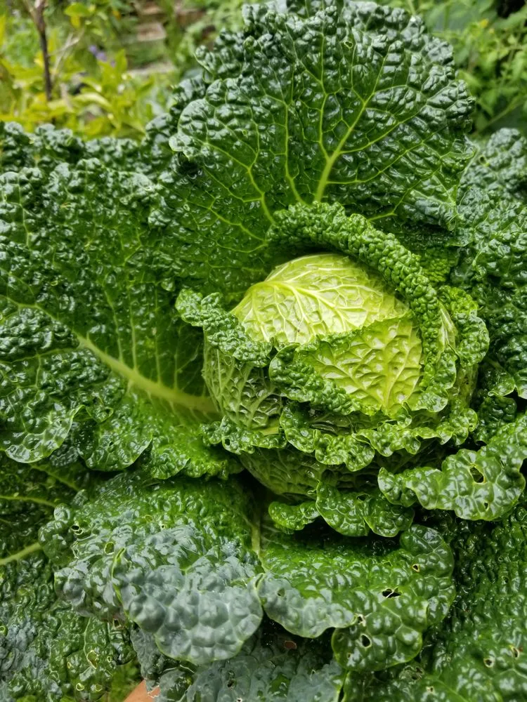 Top-rated landscape design with custom design in Los Angeles, CA by Nick House Gardening