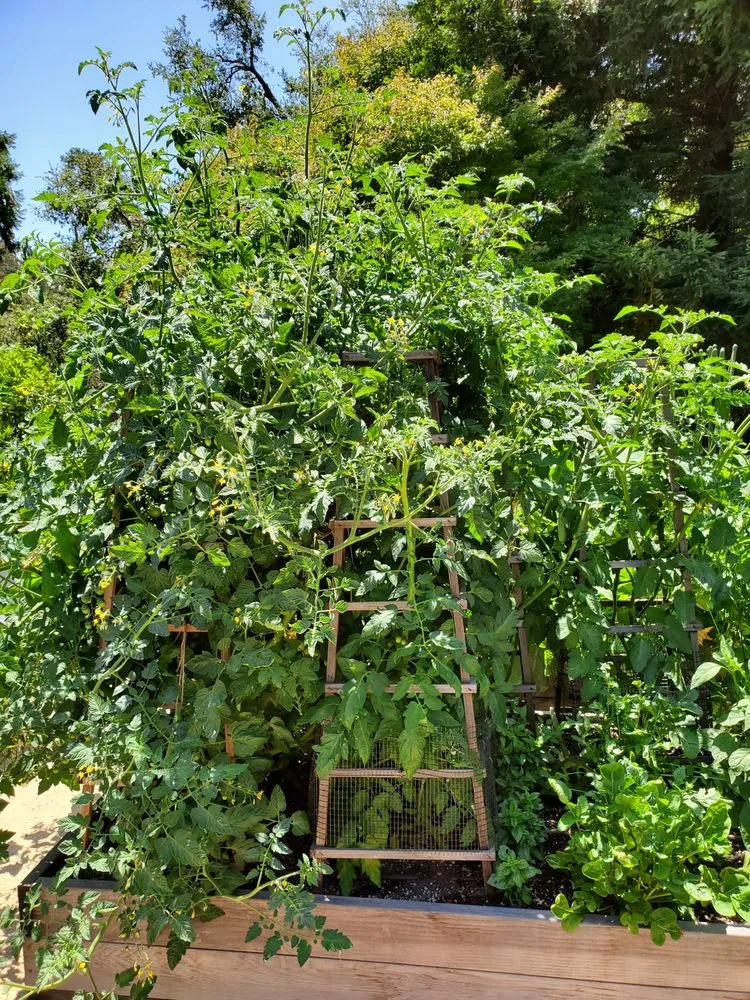 Custom lawn care service near you in Los Angeles, CA by Nick House Gardening