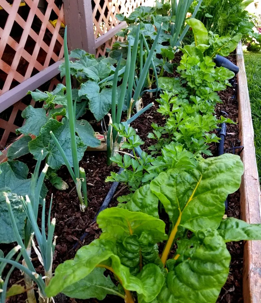 Local landscape installation in Los Angeles, CA - Nick House Gardening