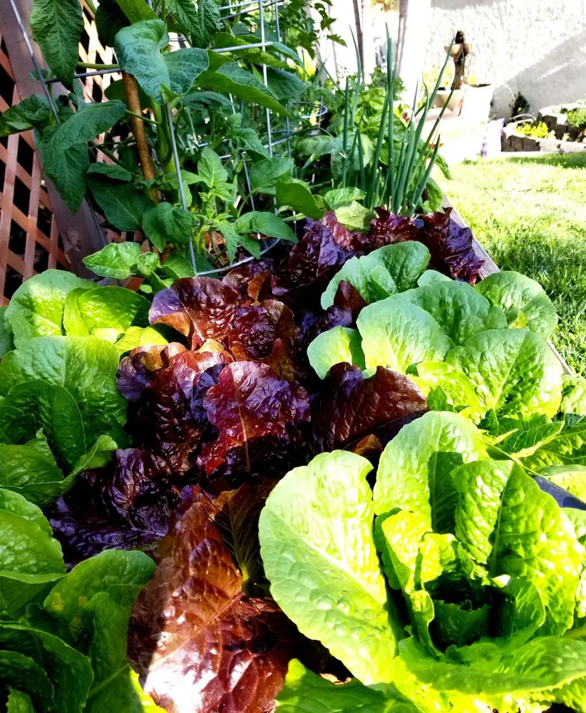 Reliable yard maintenance for year-round maintenance in Los Angeles, CA by Nick House Gardening