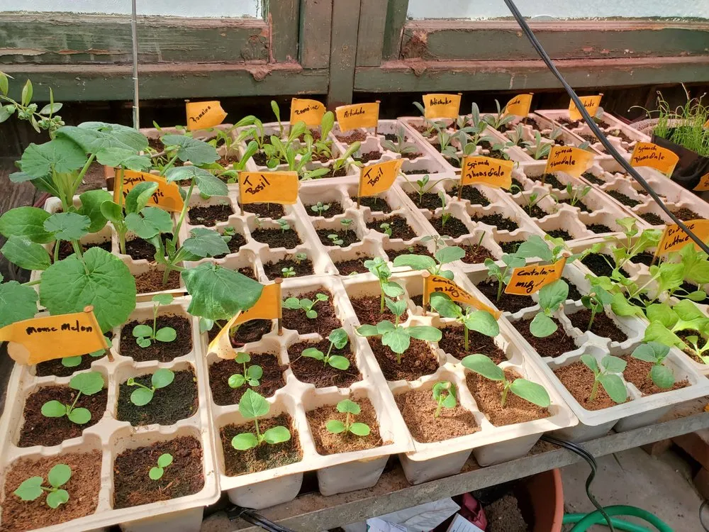 Reliable lawn mowing service in Los Angeles, CA - Nick House Gardening