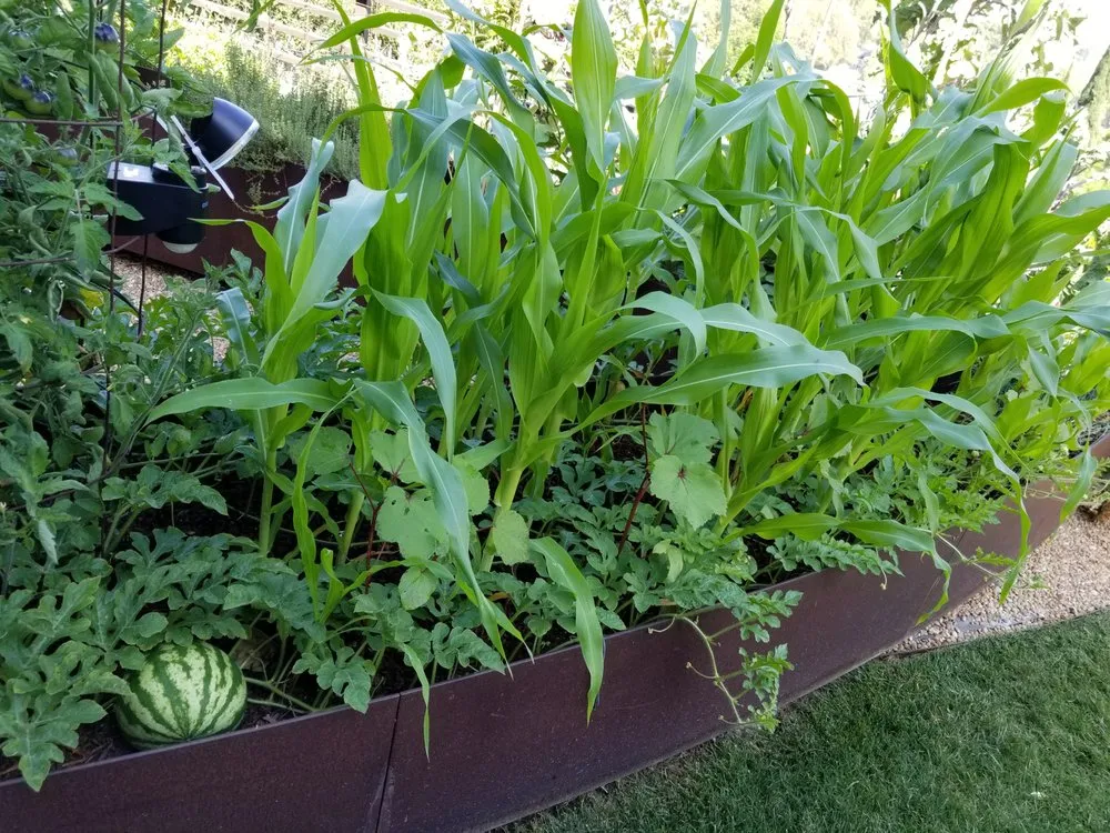 Custom yard maintenance in Los Angeles, CA by Nick House Gardening