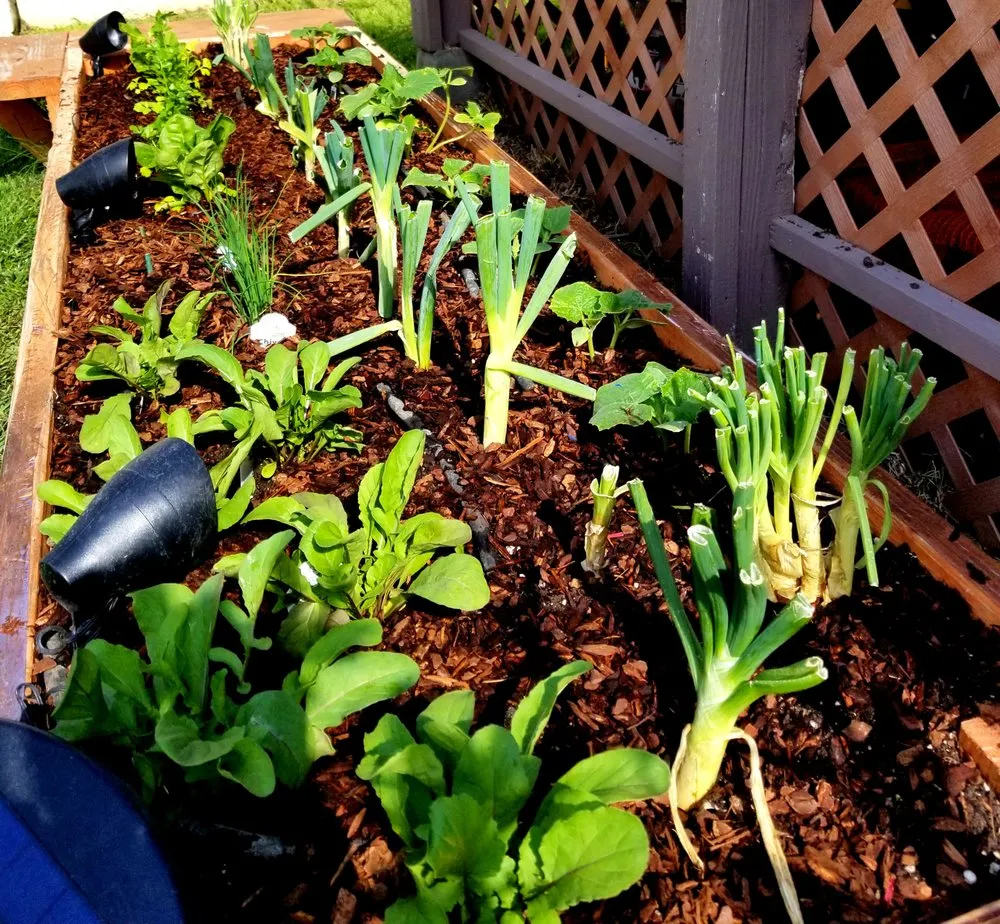 Affordable yard cleanup service for residential properties across Los Angeles, CA - Nick House Gardening