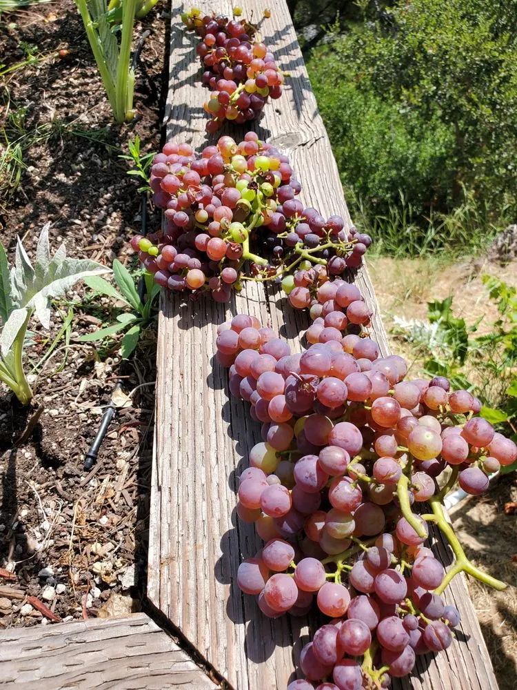 Expert outdoor landscaping in Los Angeles, CA by Nick House Gardening