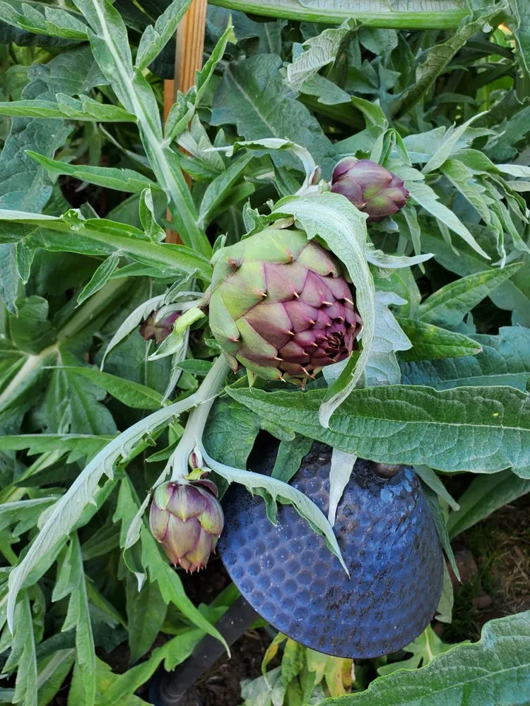 Professional landscape design experts serving Los Angeles, CA - Nick House Gardening