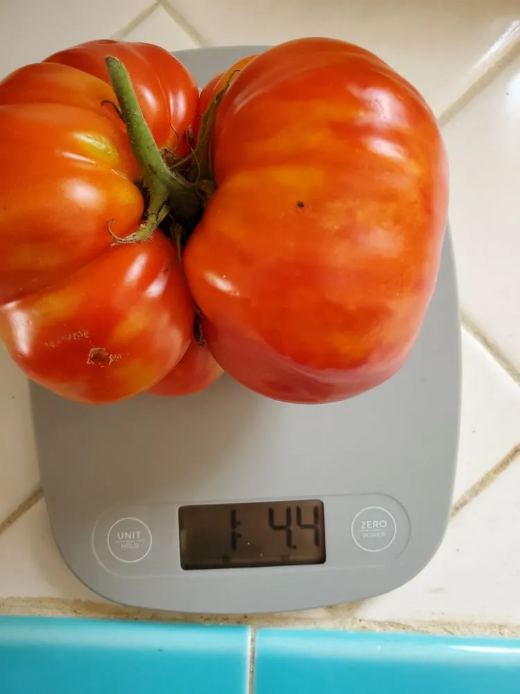 Custom landscape installation in Los Angeles, CA - Nick House Gardening