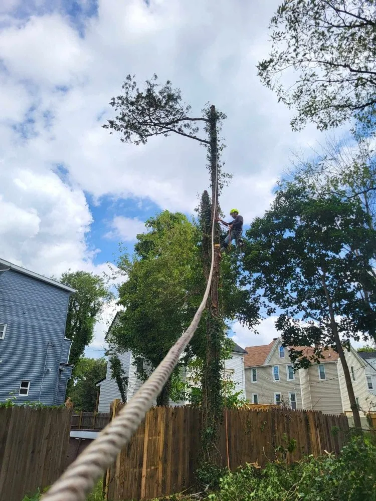 Custom landscaping services experts serving Milford Mill, MD - Nick Tree Service & Landscaping