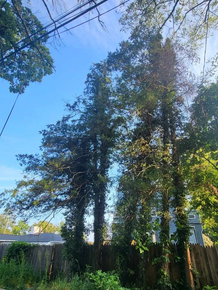 Top-rated residential landscaping near you across Milford Mill, MD - Nick Tree Service & Landscaping