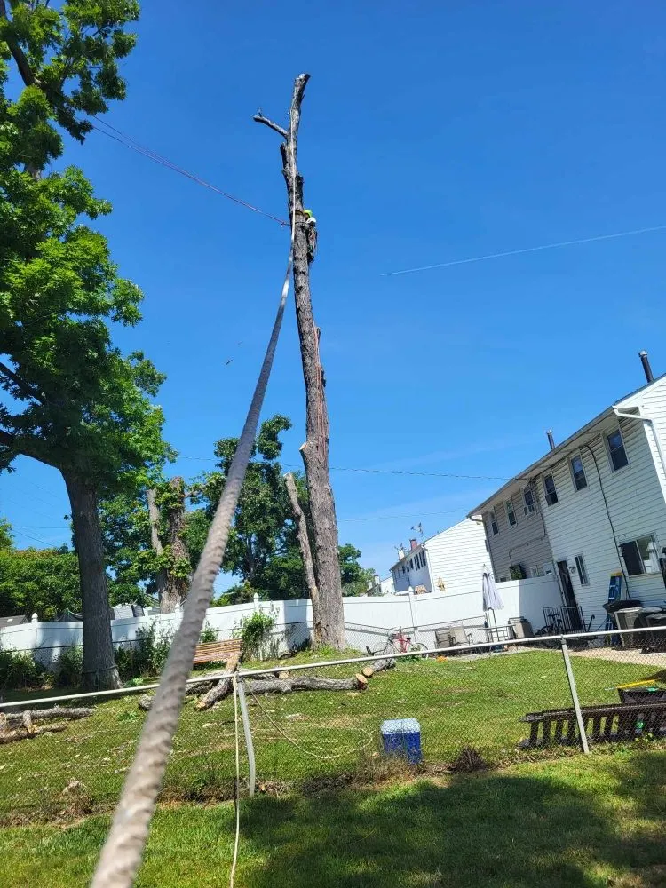 Top-rated landscape installation experts serving Milford Mill, MD - Nick Tree Service & Landscaping