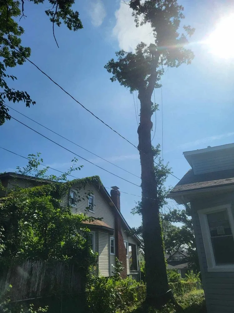 Local garden landscaping near you across Milford Mill, MD - Nick Tree Service & Landscaping