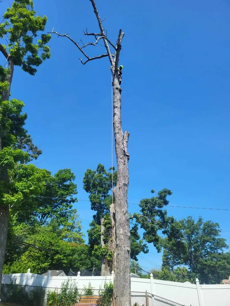 Reliable lawn mowing service for outdoor upgrades across Milford Mill, MD - Nick Tree Service & Landscaping