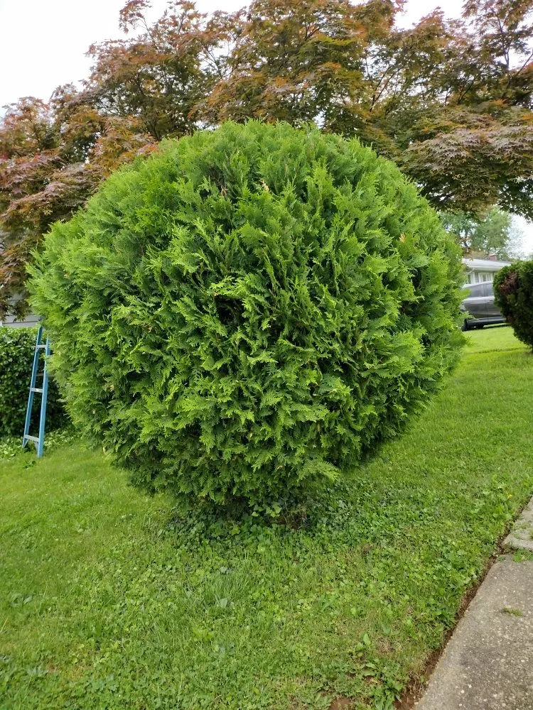 Local lawn mowing service experts serving Milford Mill, MD - Nick Tree Service & Landscaping