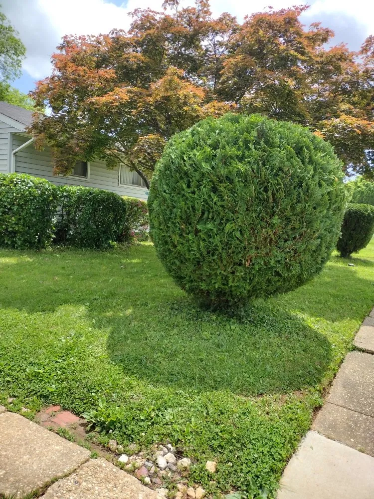 Top-rated yard maintenance in Milford Mill, MD - Nick Tree Service & Landscaping