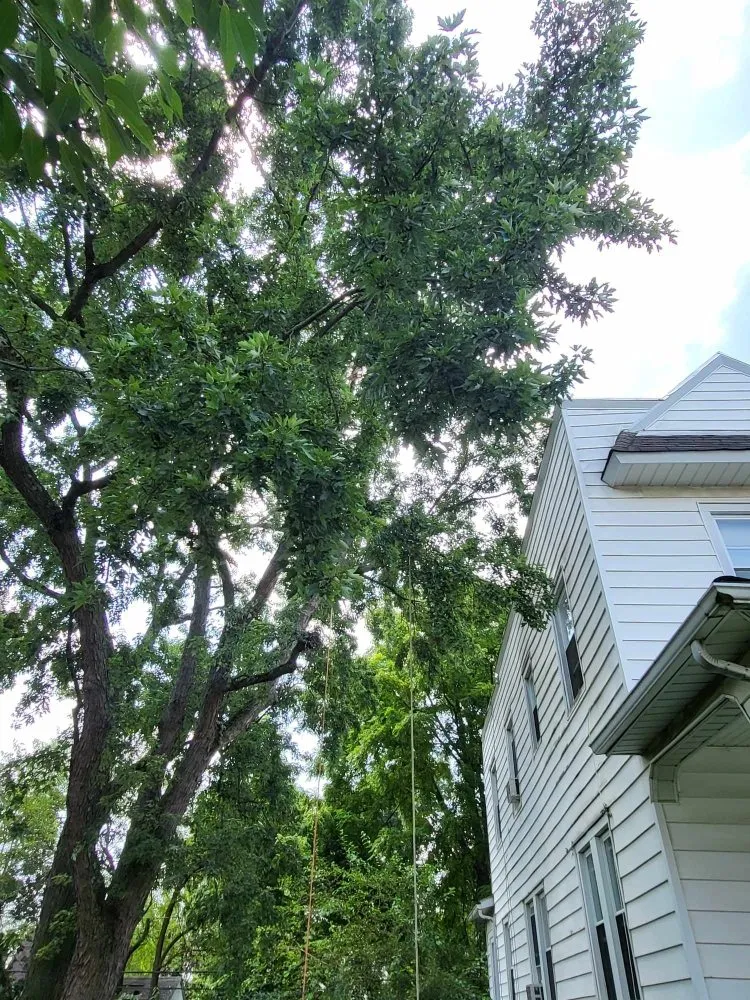 Expert lawn mowing service in Milford Mill, MD by Nick Tree Service & Landscaping