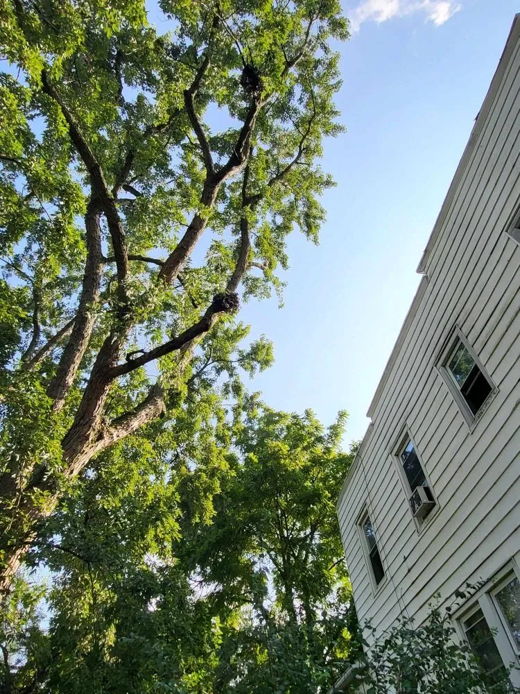 Custom residential landscaping for outdoor upgrades across Milford Mill, MD - Nick Tree Service & Landscaping