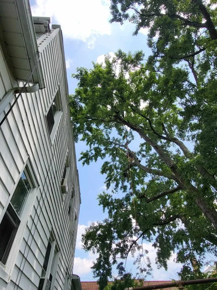 Custom lawn care service near you across Milford Mill, MD - Nick Tree Service & Landscaping