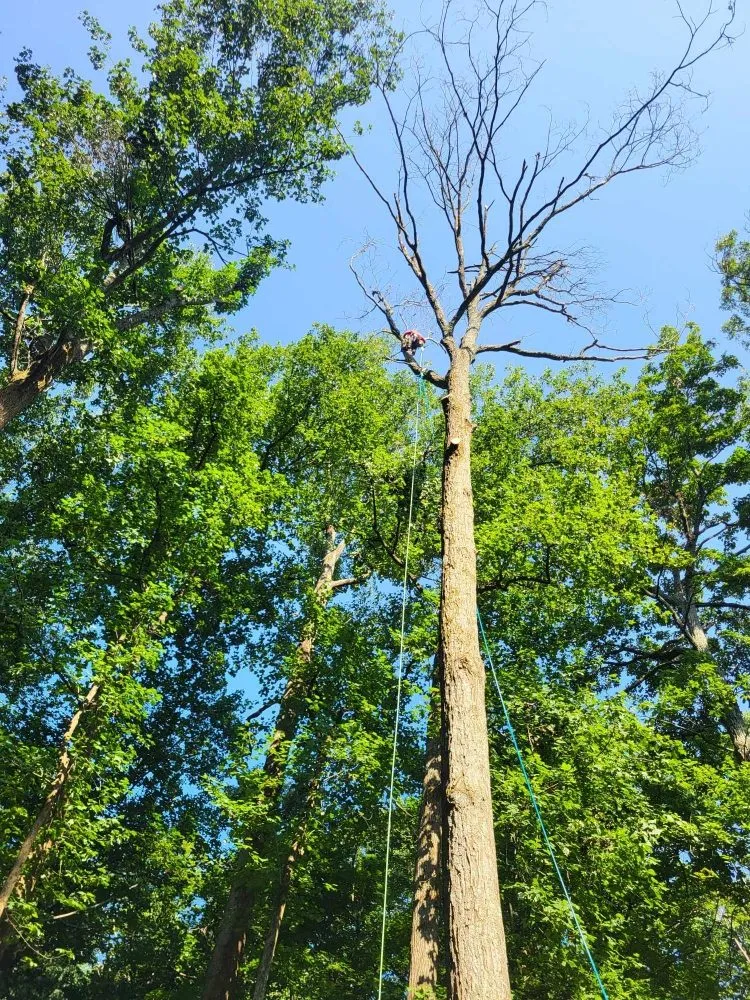 Custom garden landscaping in Milford Mill, MD - Nick Tree Service & Landscaping