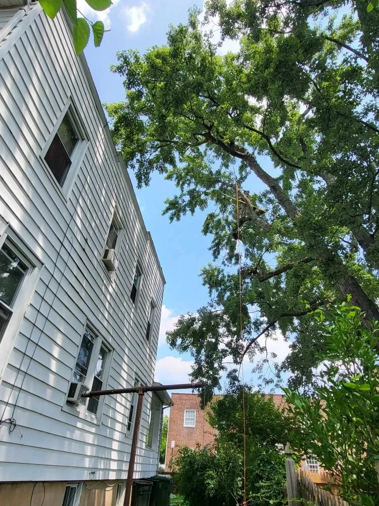 Top-rated residential landscaping experts serving Milford Mill, MD - Nick Tree Service & Landscaping