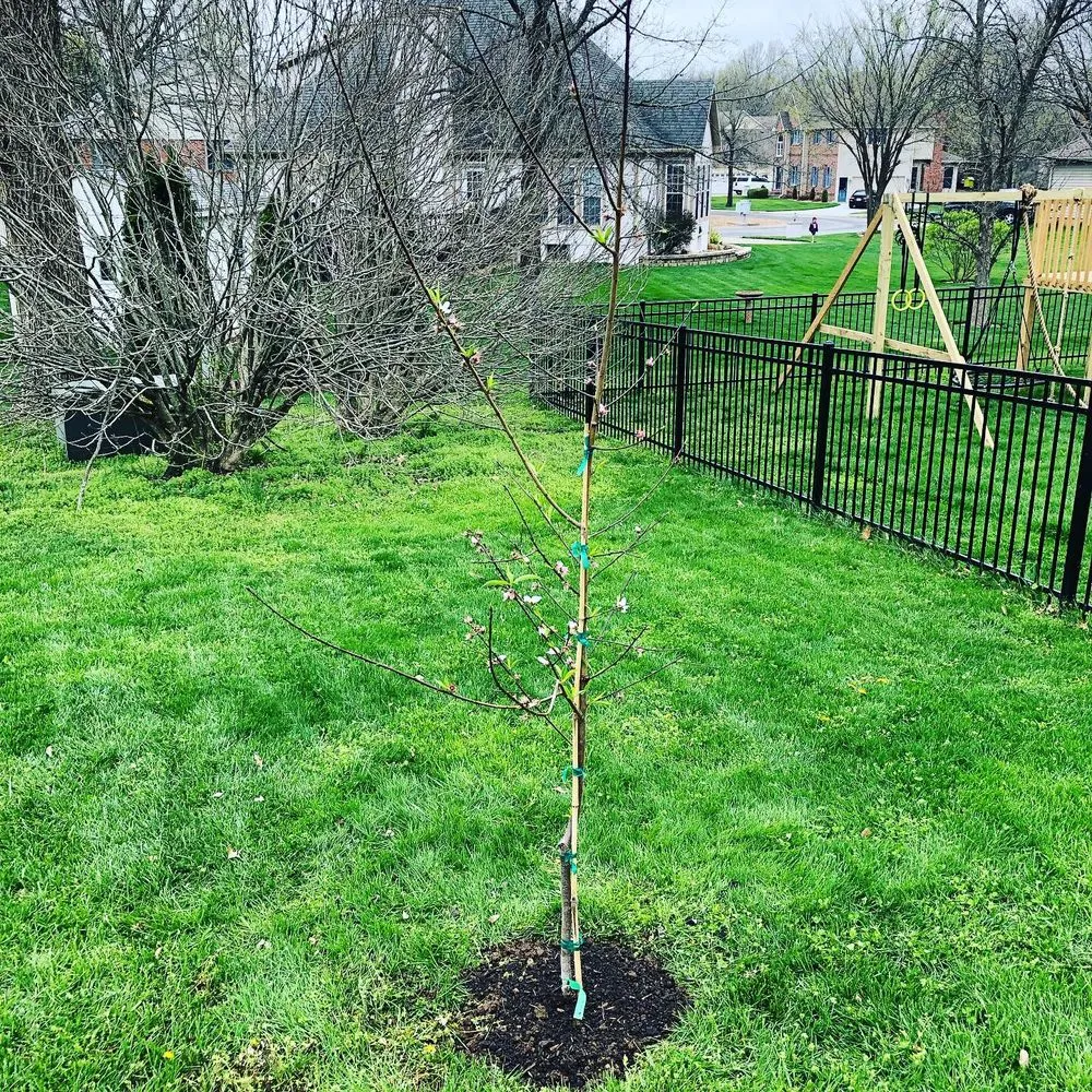 Reliable landscaping services in Sedalia, MO - Nickels Lawn Care