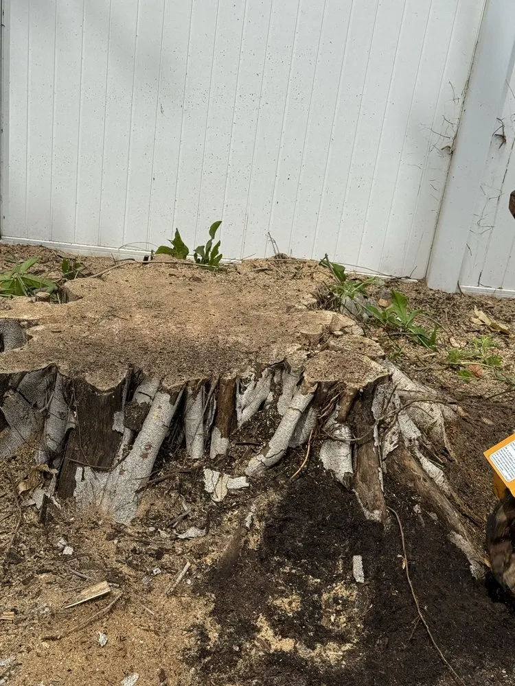 Top-rated yard cleanup service experts serving St. Petersburg, FL - Nicko Tree service And Landscaping