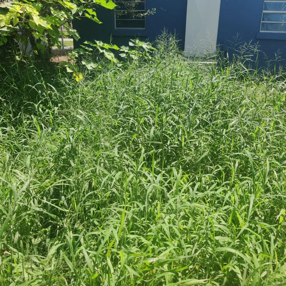 Affordable yard maintenance experts serving Polk City, FL - Nick's Central Florida Lawn Care