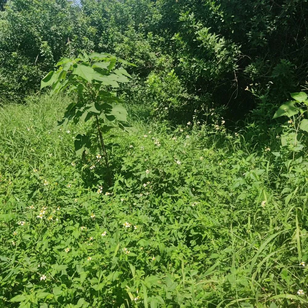 Custom yard cleanup service for homes across Polk City, FL - Nick's Central Florida Lawn Care